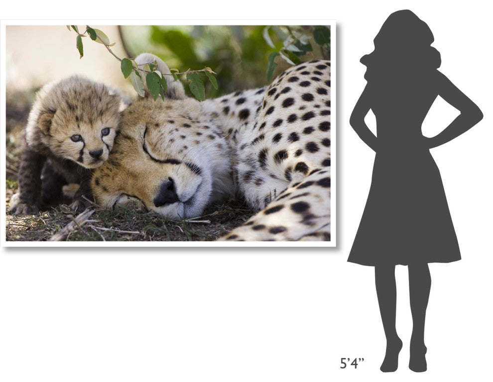"Cheetah mother and seven day old cub, Maasai Mara Reserve" Paper Art, 62"x42"