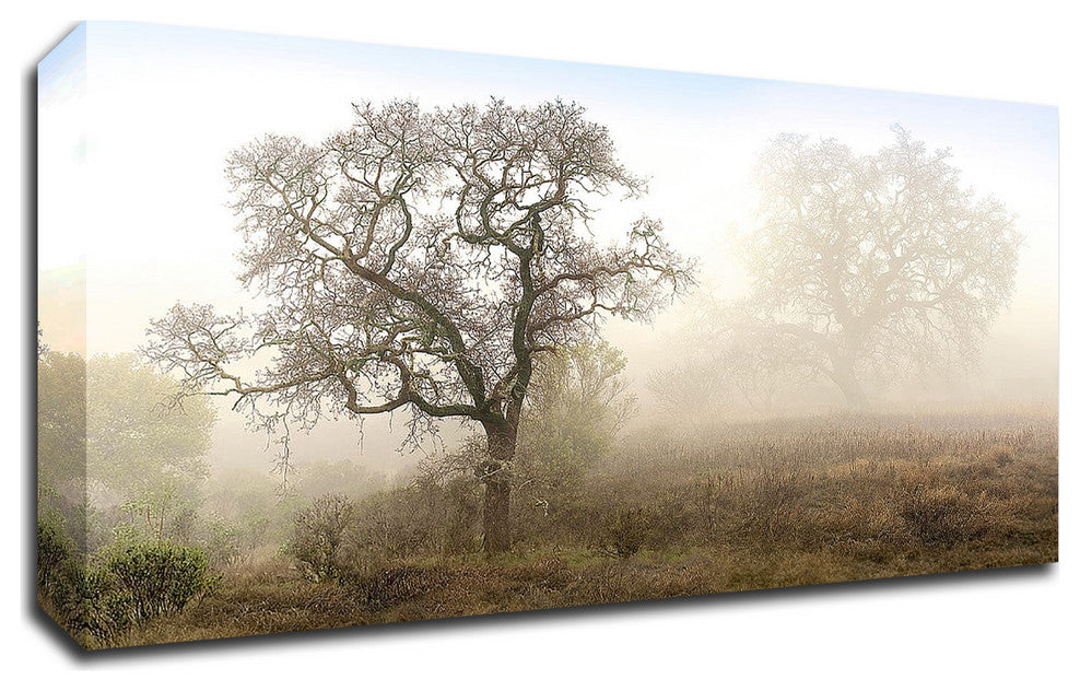 Sonoma Oak #1 by Alan Blaustein, Print on Canvas, 36"x20"