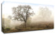 Sonoma Oak #1 by Alan Blaustein, Print on Canvas, 36"x20"