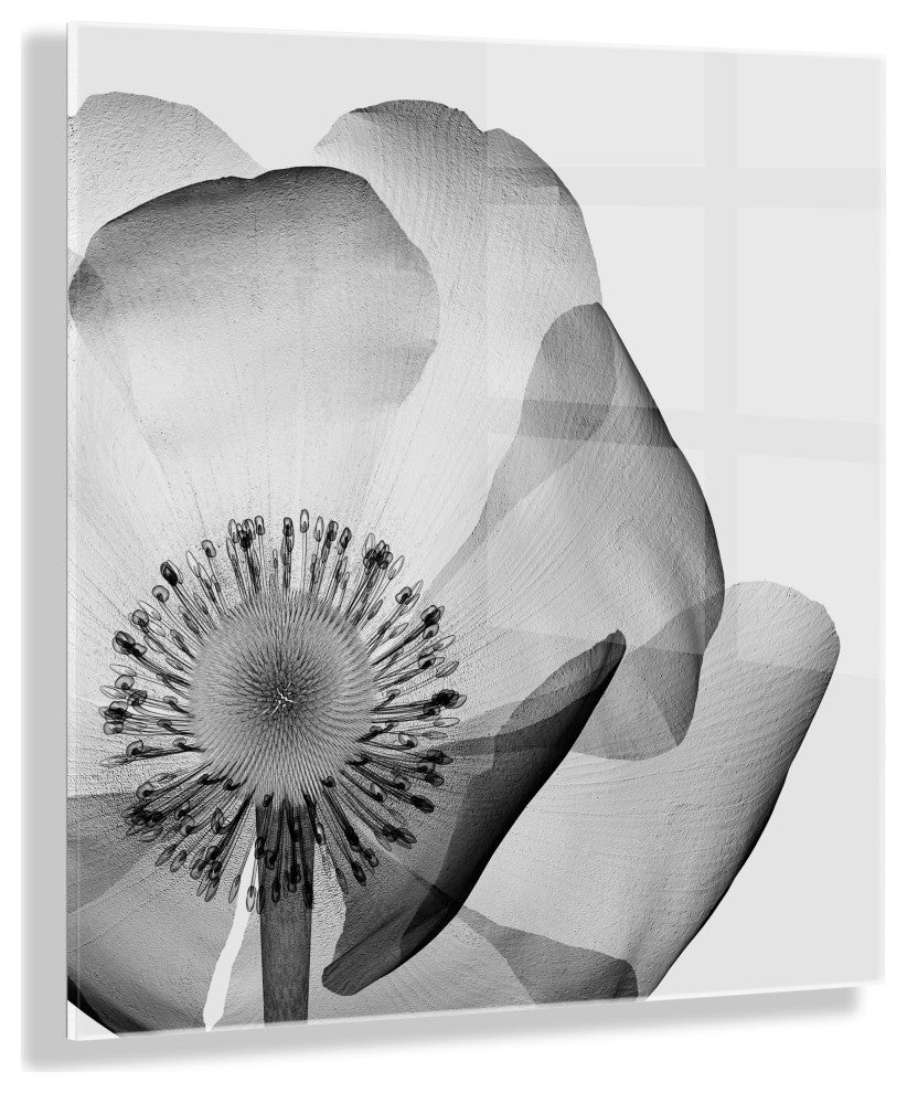 Poppy X Ray Floral Acrylic Art by The Creative Bunch Studio, Assorted 23x23