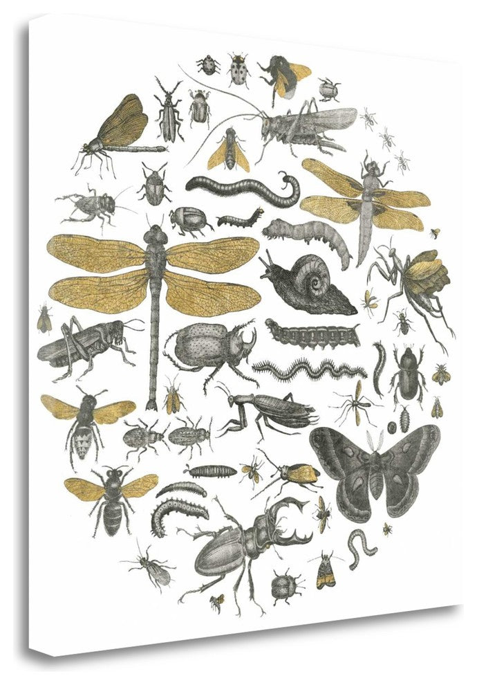 "Insect Circle I" By Wild Apple Portfolio, Giclee Print on Gallery Wrap Canvas