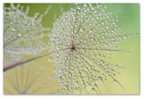 Cora Niele 'Dewy Dandelion' Canvas Art