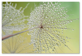 Cora Niele 'Dewy Dandelion' Canvas Art