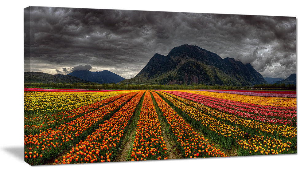 Beautiful Colored Tulips Panorama, Large Landscape Canvas Art, 32"x16"