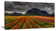 Beautiful Colored Tulips Panorama, Large Landscape Canvas Art, 32"x16"