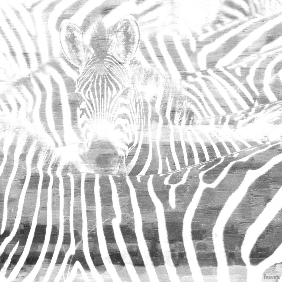 "Zebra Stare" Print on Canvas, 32"x32"