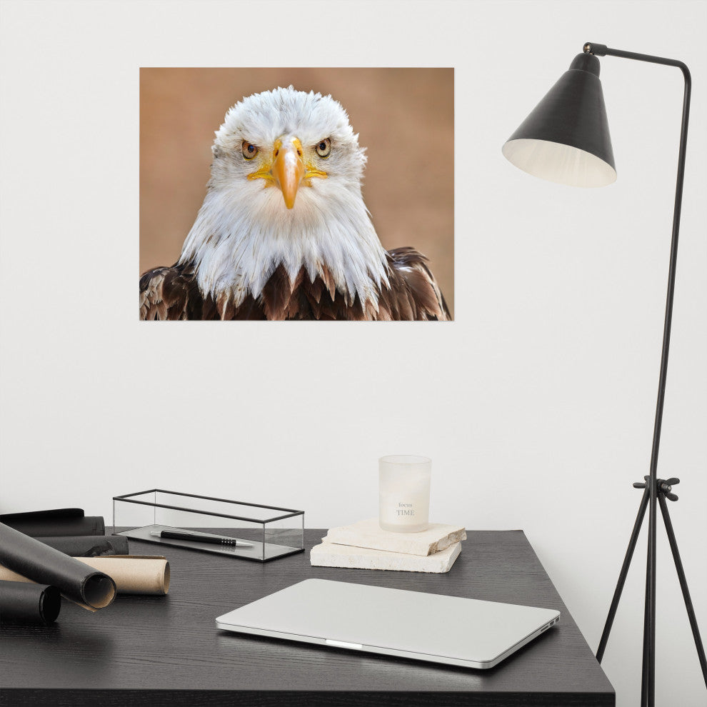 Bald Eagle Portrait Close-up 2 Loose Wall Art Print, 16" X 20"