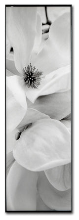 Alan Blaustein 'Magnolia I' Canvas Art, 10x32