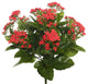 15" Red Kalanchoe Bush
