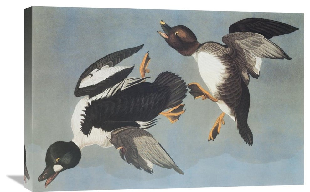 "Golden-Eye Duck" Stretched Canvas Giclee by John James Audubon, 30"x20"