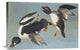 "Golden-Eye Duck" Stretched Canvas Giclee by John James Audubon, 30"x20"