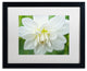 Cora Niele ''White Dahlia'' Matted Framed Art