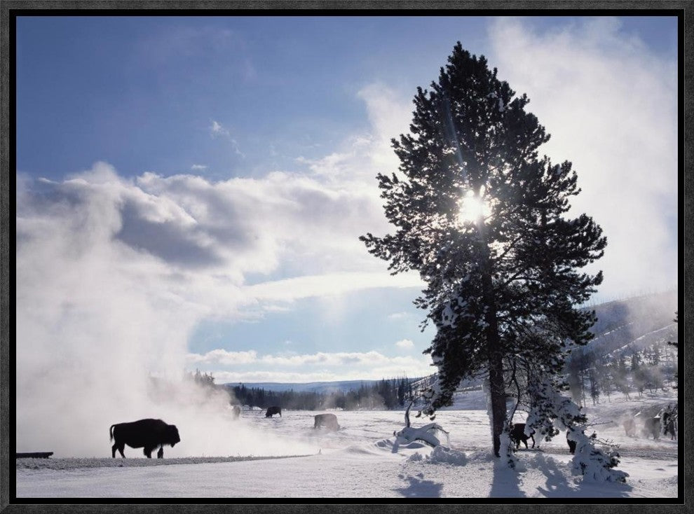 American Bison In Winter, Yellowstone National Park, Wyoming, 16"x12"