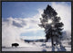 American Bison In Winter, Yellowstone National Park, Wyoming, 16"x12"