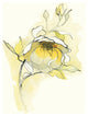 "Carols Roses V" Digital Paper Print by Shirley Novak, 20"x26"