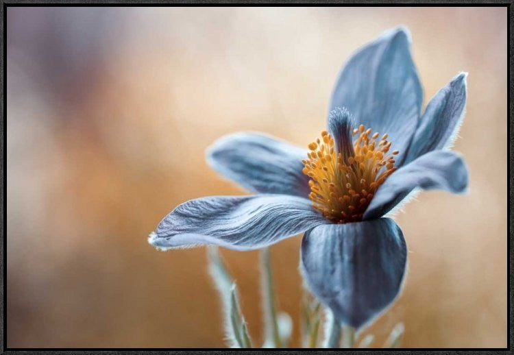 "Pasque" Framed Canvas Giclee by Mandy Disher, 31x21"