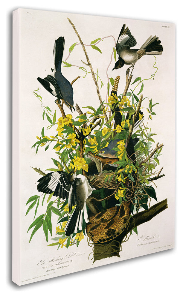 'Mocking Birds and Snake II' Canvas Art by John James Audubon