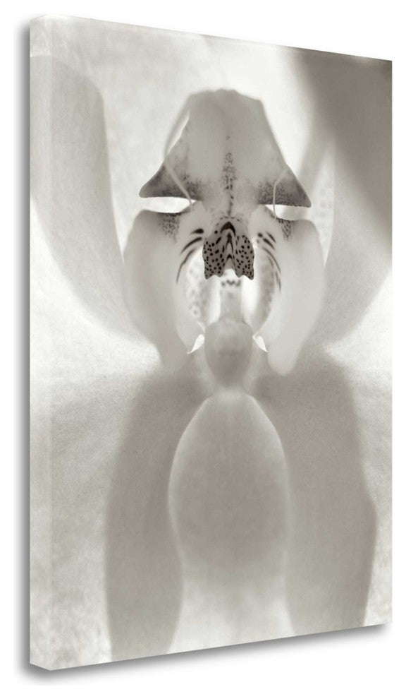 "Florison - 26" By Alan Blaustein, Giclee Print on Gallery Wrap Canvas
