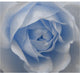Our Original Collection Baby Blue Rose, Gallery Wrapped Canvas Print, 20"x25"