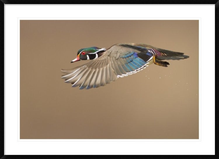 "Wood Duck" Framed Digital Print by Mircea Costina, 44x32"