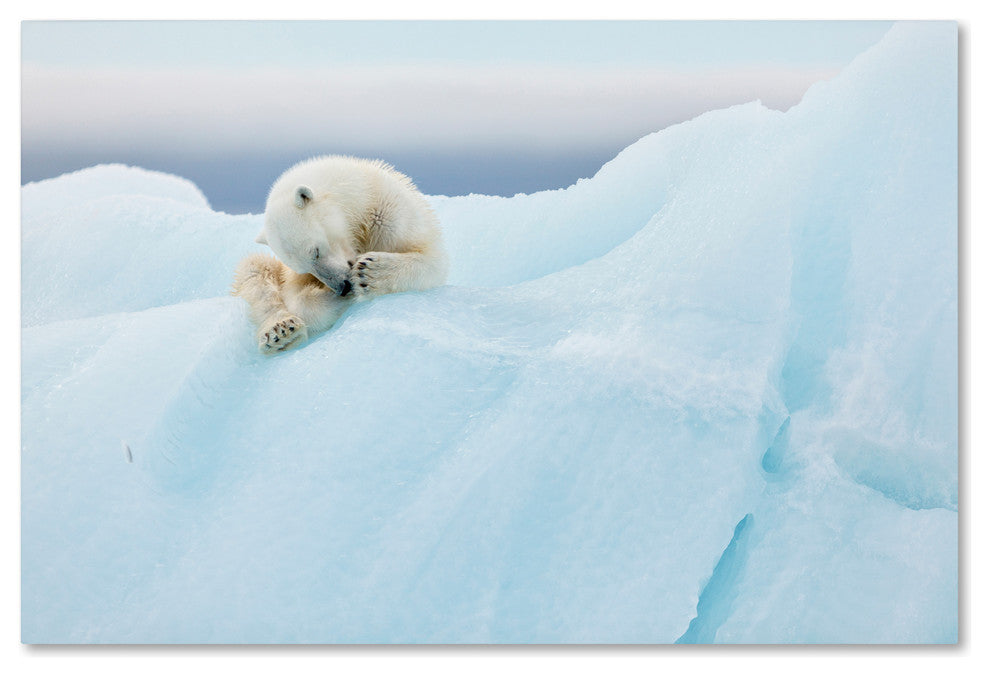 Joan Gil Raga 'Polar Bear Grooming' Canvas Art, 32x22