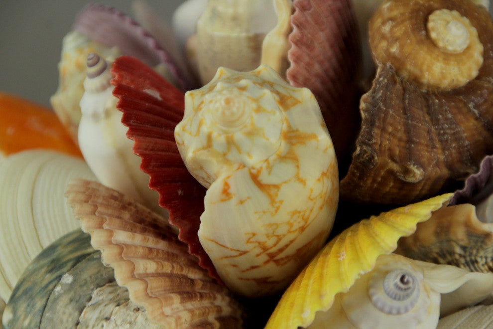 Mixed Seashells Decor Ball Figurine 7.5 inch