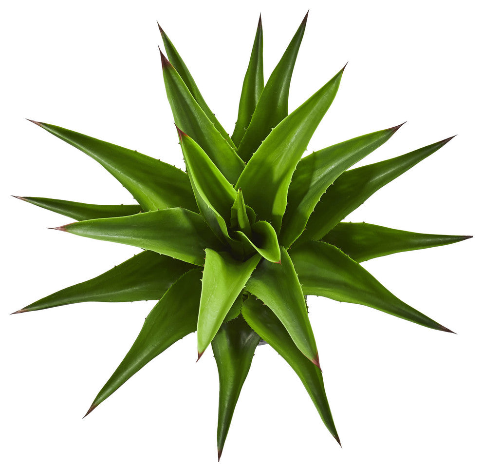 Full view of the plant on a uniform white background from a top-down angle (alternate_white_full).