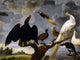 Tile Mural A Concert Of Birds By Paul De Vos, 6"x8", Matte