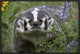 "American Badger amid Lupine, North America"  by Tim Fitzharris, 25x17"