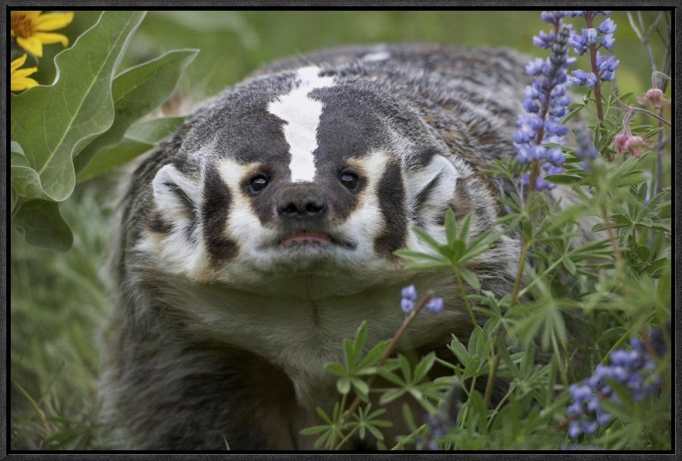 "American Badger amid Lupine, North America"  by Tim Fitzharris, 25x17"