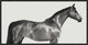 "Kingsman Cavalier, English Thoroughbred"  by Pangea Images, 25x13"
