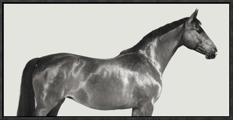 "Kingsman Cavalier, English Thoroughbred"  by Pangea Images, 25x13"