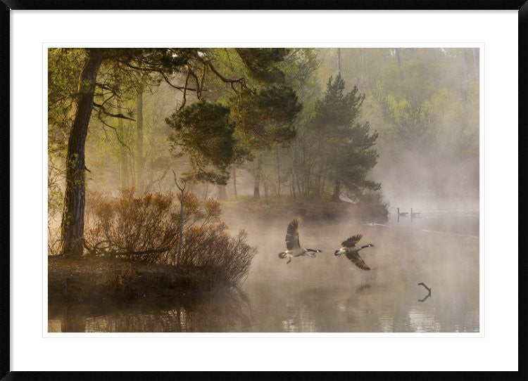 "Goose Fight" Framed Digital Print by Anton Van Dongen, 44x32"