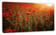 Dense Poppy Field At Sunset, Floral Canvas Art Print, 32"x16"