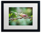 'Focus' Matted Framed Canvas Art by Philippe Sainte-Laudy