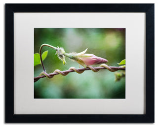 'Focus' Matted Framed Canvas Art by Philippe Sainte-Laudy