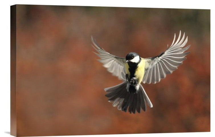 "Fly" Stretched Canvas Giclee by Barre Thierry, 18x12"