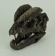 Dilophosaurus Dinosaur Head Fossil Statue Small