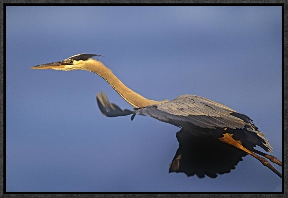 "Great Blue Heron flying, North America"  by Tim Fitzharris, 19x13"