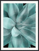Bold Agave 2, Giclee Reproduction Artwork