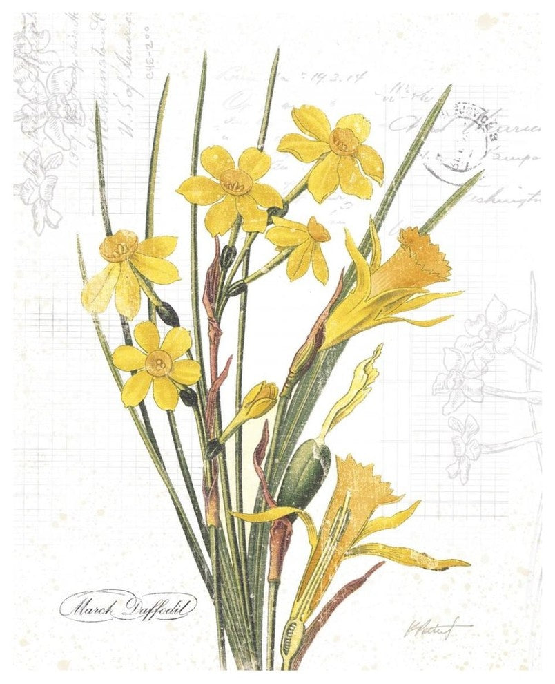 "March Daffodil on White" Digital Paper Print by Katie Pertiet, 30"x37"