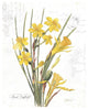 "March Daffodil on White" Digital Paper Print by Katie Pertiet, 30"x37"