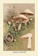 Agaricus Campestris- Gallery Wrapped Canvas Art 28" x 42"
