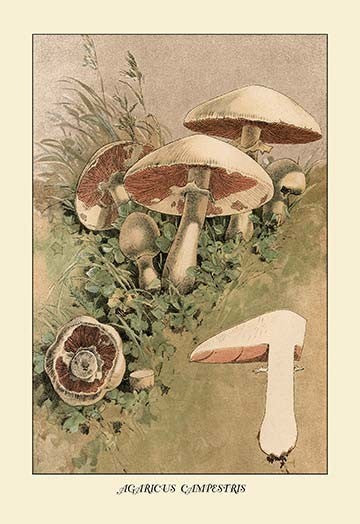 Agaricus Campestris- Gallery Wrapped Canvas Art 28" x 42"