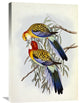 "Eastern Rosella" Artwork, 20" x 30"