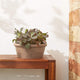 Bulb Pan, Taupe, Large