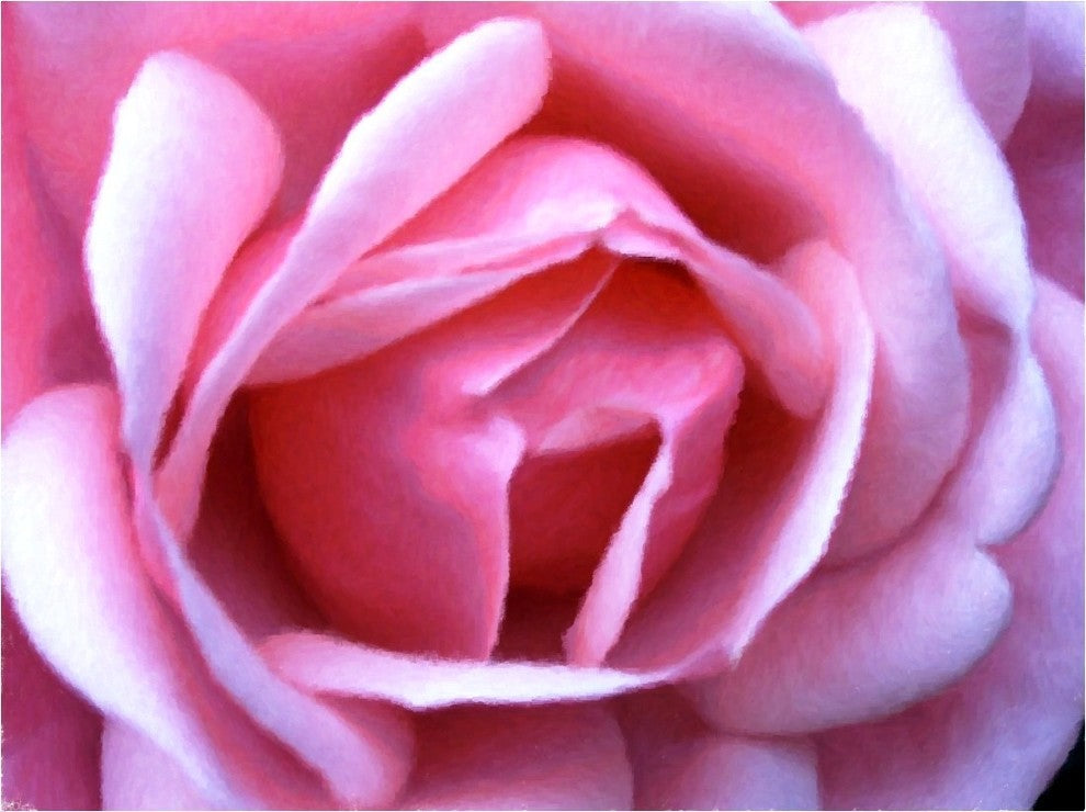 Our Original Collection Exquisite Pink Rose, 21"x28" Wall Decal