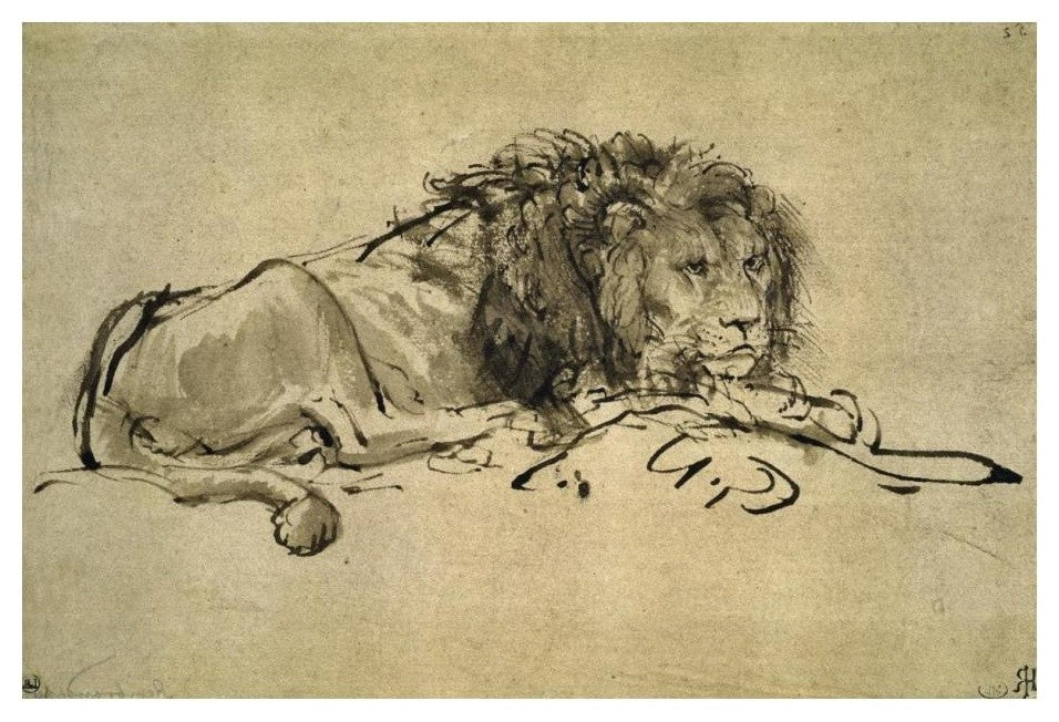 "Lion" Digital Paper Print by Rembrandt Van Rijn, 24"x17"