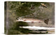 "Trout" Stretched Canvas Giclee by Winslow Homer, 16"x11"