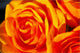 Our Original Collection Fabulous Orange Rose, Gallery Wrapped Canvas, 18"x27"